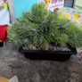 artifical plants Image 2