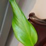Monstera Burle Marx Flame rooting Image 3