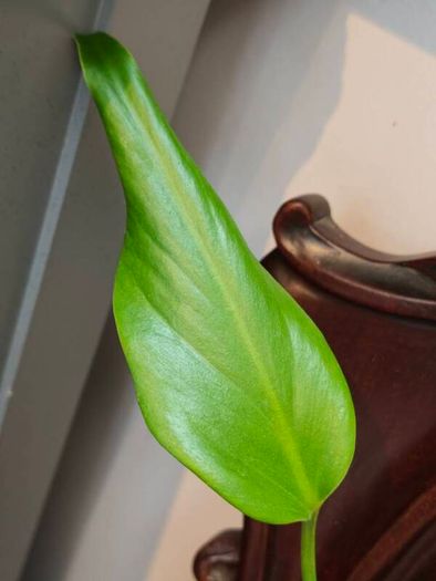 Monstera Burle Marx Flame rooting