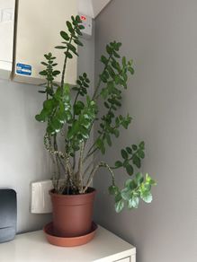 kalanchoe