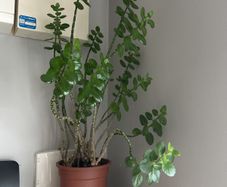 kalanchoe