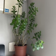 kalanchoe