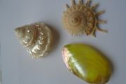 Shells, Home decor, Shell decorations.New