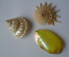 Shells, Home decor, Shell decorations.New