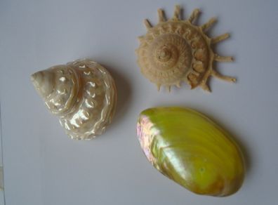 Shells, Home decor, Shell decorations.New
