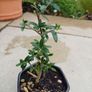 Olive Bonsai trees x 3 Image 7