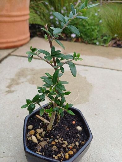 Olive Bonsai trees x 3