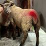 12 super charlois breeding ewe lambs Image 9