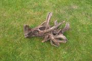 Fish Tank Drift Wood