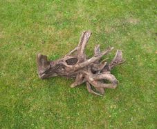 Fish Tank Drift Wood