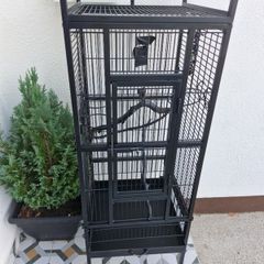 birds
