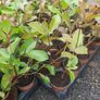 Red Robin Photinia Hedging Plants Image 3