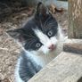 kittens for adoption Image 7