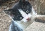 kitten for adoption