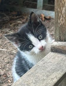 kitten for adoption