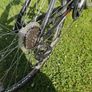 Vercelli  Aurora Ladies Bike Image 6