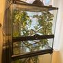 Baby Female Yemen Chameleon 3 Months Old Image 9