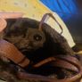 NEW Ugg Australia handbag Image 5