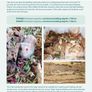 Hamster Care Guide Image 10