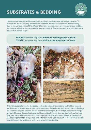 Hamster Care Guide