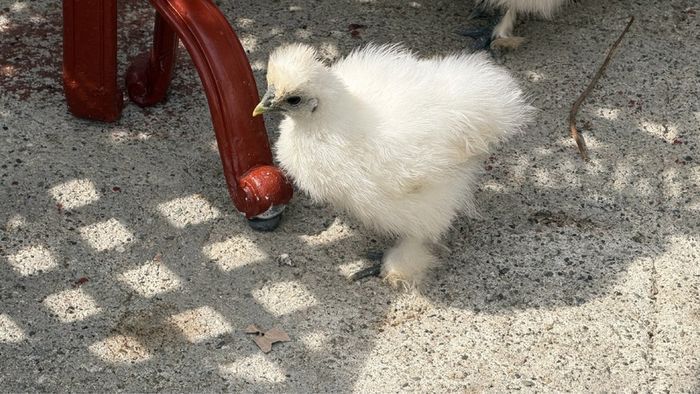 silkie chicks