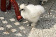 silkie chicks