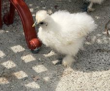 silkie chicks
