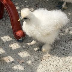 silkie chicks