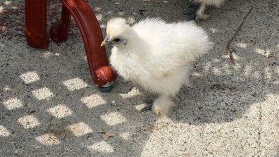 silkie chicks