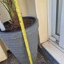 Trachycarpus fortunei (Windmill Palm) with tall pot Image 6