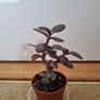 Cute mini bonsai jade tree Image 2