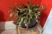 christmas cactus
