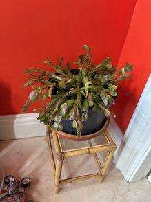 christmas cactus