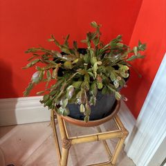 christmas cactus