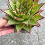 plant Image 2