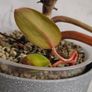 Philodendron Painted Lady Image 3