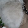 OASIS White Real Turkey Feather Bolero - Free Size - Rrp 60 (New) Image 2