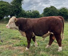 Hereford Bull