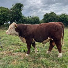 Hereford Bull