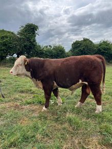 Hereford Bull