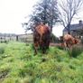 Beef bull Image 9