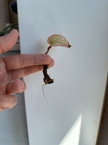 Polka Dot Begonia