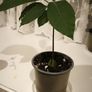 Young avocado plant in pot Image 2