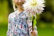 Giant Dahlia Kiev SALE