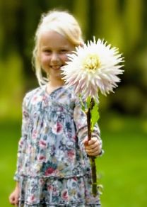 Giant Dahlia Kiev SALE