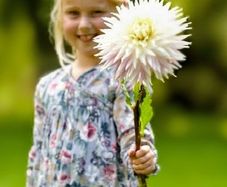 Giant Dahlia Kiev SALE
