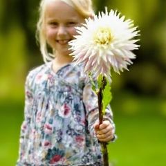 Giant Dahlia Kiev SALE