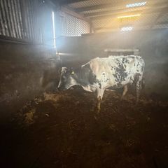 Foster cow