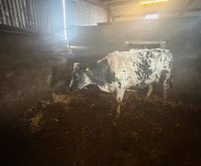 Foster cow