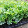 Laurel Hedging Image 9